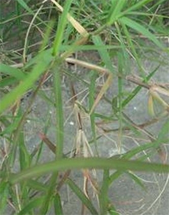 標題：狗牙根
瀏覽次數：2813
發(fā)表時(shí)間：2017-11-02