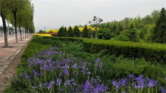 標題：張家口經(jīng)開(kāi)區秋季清水河生態(tài)綠廊建
瀏覽次數：2279
發(fā)表時(shí)間：2020-10-16