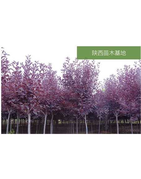 標題：苗木基地
瀏覽次數：2379
發(fā)表時(shí)間：2020-10-17