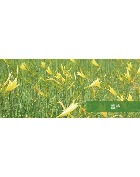 標題：地被
瀏覽次數：1446
發(fā)表時(shí)間：2020-10-17
