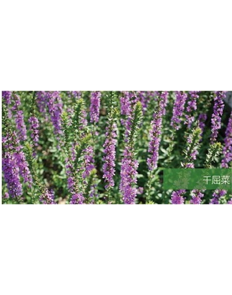 標題：地被
瀏覽次數：2085
發(fā)表時(shí)間：2020-10-17