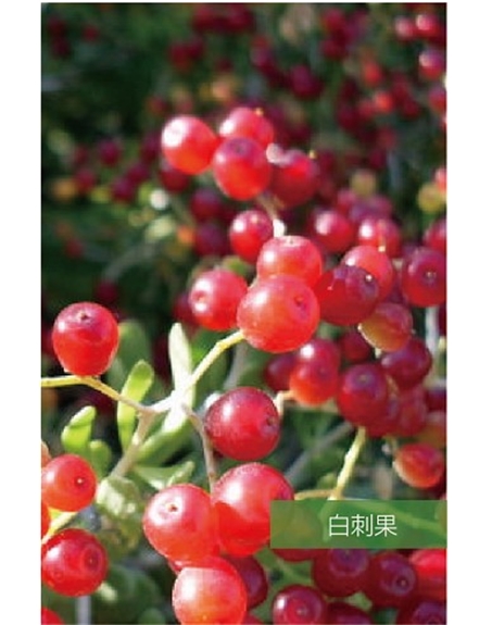 標題：名貴樹(shù)種
瀏覽次數：1370
發(fā)表時(shí)間：2020-10-17