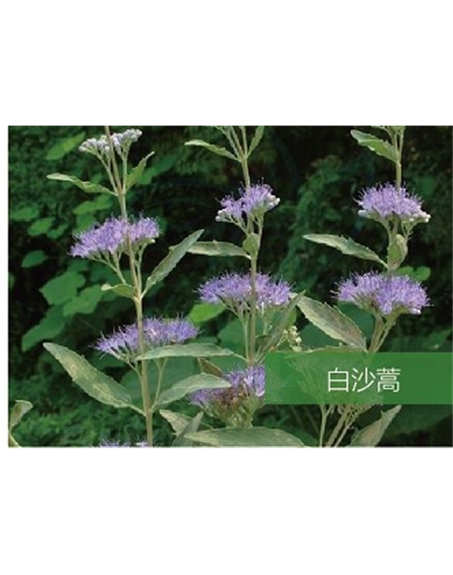 標題：名貴樹(shù)種
瀏覽次數：1459
發(fā)表時(shí)間：2020-10-17