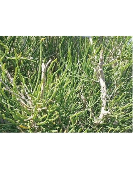 標題：名貴樹(shù)種
瀏覽次數：1464
發(fā)表時(shí)間：2020-10-17