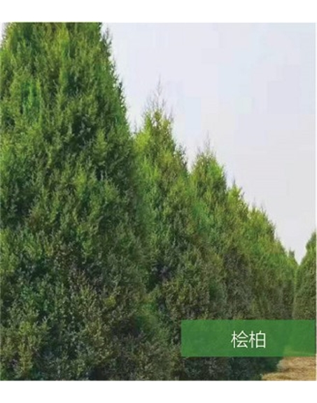 標題：名貴樹(shù)種
瀏覽次數：1372
發(fā)表時(shí)間：2020-10-17