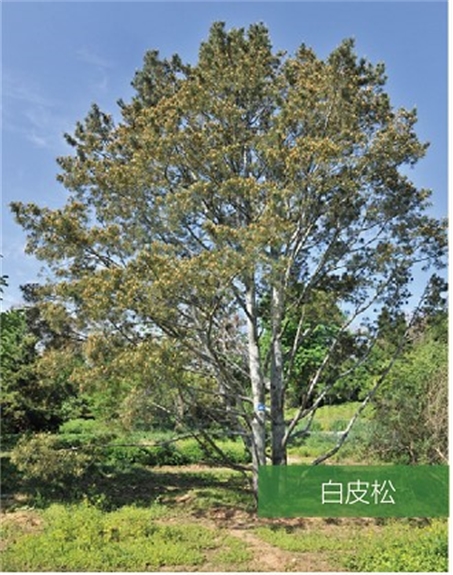標題：名貴樹(shù)種
瀏覽次數：2014
發(fā)表時(shí)間：2020-10-17