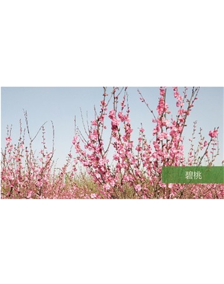標題：?jiǎn)坦嗄?瀏覽次數：1455
發(fā)表時(shí)間：2020-10-17