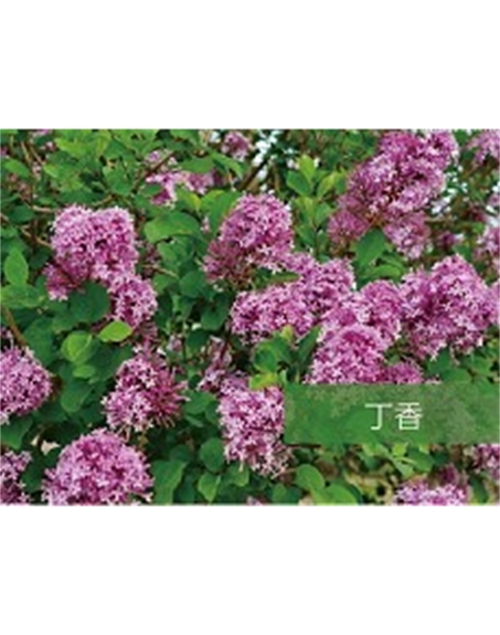 標題：?jiǎn)坦嗄?瀏覽次數：1426
發(fā)表時(shí)間：2020-10-17