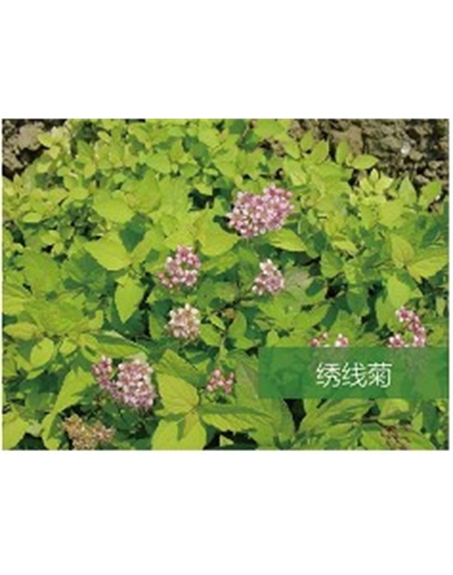 標題：?jiǎn)坦嗄?瀏覽次數：1465
發(fā)表時(shí)間：2020-10-17