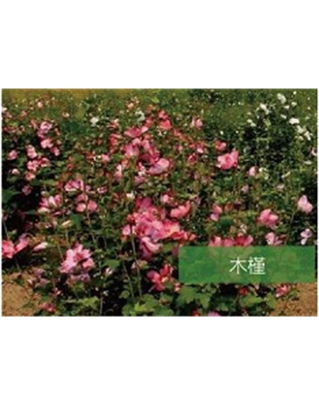 標題：?jiǎn)坦嗄?瀏覽次數：1446
發(fā)表時(shí)間：2020-10-17