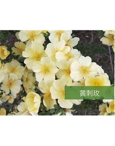 標題：?jiǎn)坦嗄?瀏覽次數：1343
發(fā)表時(shí)間：2020-10-17