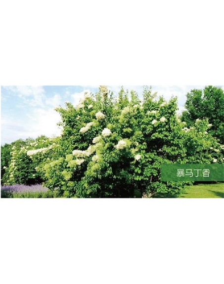 標題：?jiǎn)坦嗄?瀏覽次數：1465
發(fā)表時(shí)間：2020-10-17