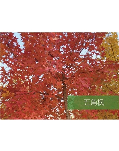 標題：?jiǎn)坦嗄?瀏覽次數：1487
發(fā)表時(shí)間：2020-10-17