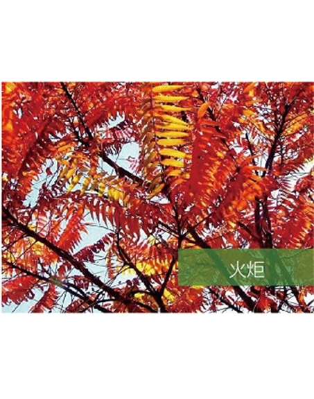 標題：?jiǎn)坦嗄?瀏覽次數：1423
發(fā)表時(shí)間：2020-10-17