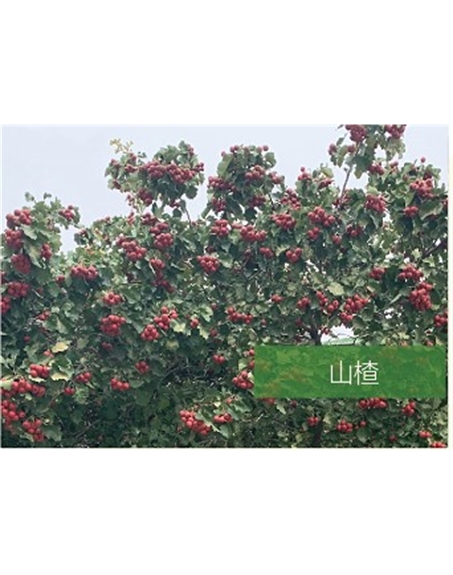 標題：?jiǎn)坦嗄?瀏覽次數：2013
發(fā)表時(shí)間：2020-10-17