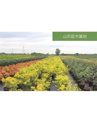 標題：苗木基地
瀏覽次數：2399
發(fā)表時(shí)間：2020-10-17