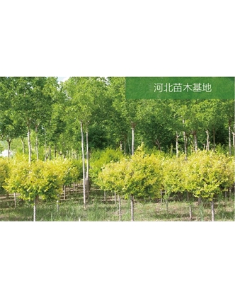 標題：苗木基地
瀏覽次數：2369
發(fā)表時(shí)間：2020-10-17