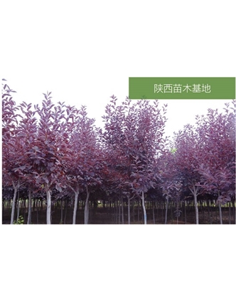標題：苗木基地
瀏覽次數：2380
發(fā)表時(shí)間：2020-10-17