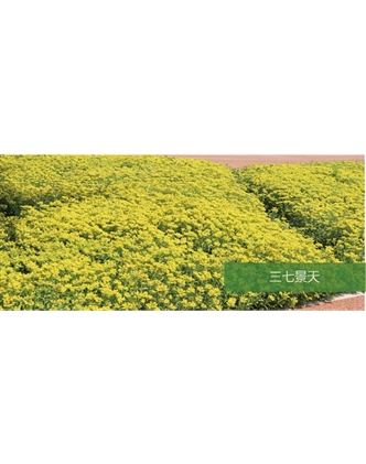 標題：地被
瀏覽次數：1878
發(fā)表時(shí)間：2020-10-17