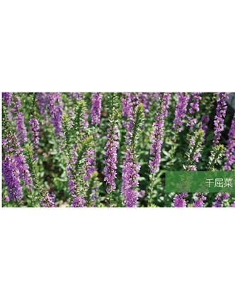 標題：地被
瀏覽次數：1791
發(fā)表時(shí)間：2020-10-17