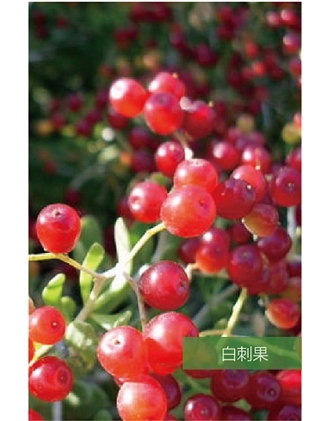 標題：名貴樹(shù)種
瀏覽次數：1364
發(fā)表時(shí)間：2020-10-17