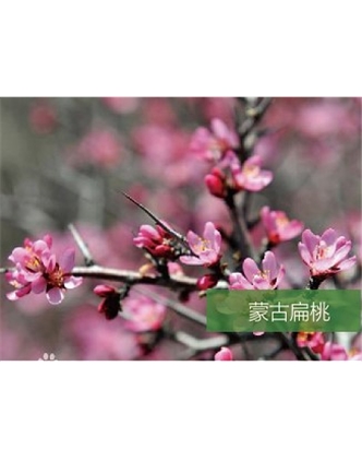 標題：名貴樹(shù)種
瀏覽次數：1253
發(fā)表時(shí)間：2020-10-17