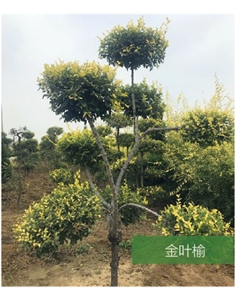 標題：名貴樹(shù)種
瀏覽次數：1402
發(fā)表時(shí)間：2020-10-17