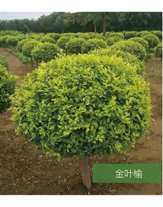 標題：名貴樹(shù)種
瀏覽次數：1413
發(fā)表時(shí)間：2020-10-17