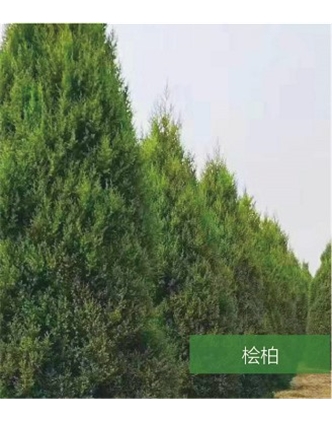 標題：名貴樹(shù)種
瀏覽次數：1370
發(fā)表時(shí)間：2020-10-17