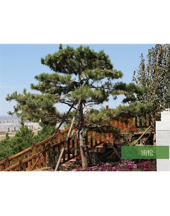 標題：名貴樹(shù)種
瀏覽次數：1363
發(fā)表時(shí)間：2020-10-17