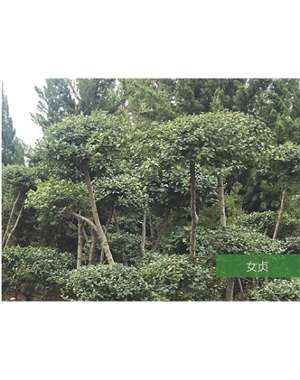 標題：名貴樹(shù)種
瀏覽次數：1390
發(fā)表時(shí)間：2020-10-17