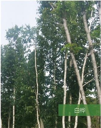 標題：名貴樹(shù)種
瀏覽次數：1421
發(fā)表時(shí)間：2020-10-17