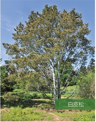 標題：名貴樹(shù)種
瀏覽次數：2017
發(fā)表時(shí)間：2020-10-17