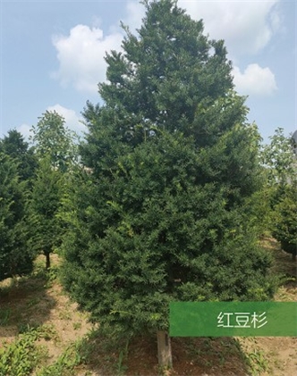 標題：名貴樹(shù)種
瀏覽次數：1849
發(fā)表時(shí)間：2020-10-17