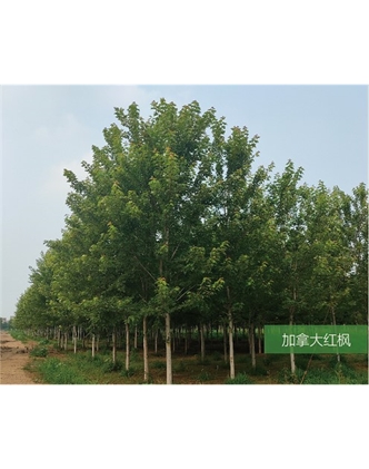 標題：名貴樹(shù)種
瀏覽次數：1806
發(fā)表時(shí)間：2020-10-17