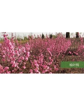 標題：?jiǎn)坦嗄?瀏覽次數：1501
發(fā)表時(shí)間：2020-10-17