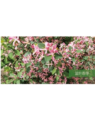 標題：?jiǎn)坦嗄?瀏覽次數：1397
發(fā)表時(shí)間：2020-10-17