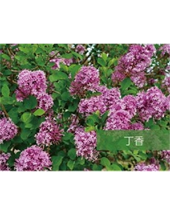 標題：?jiǎn)坦嗄?瀏覽次數：1425
發(fā)表時(shí)間：2020-10-17