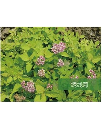 標題：?jiǎn)坦嗄?瀏覽次數：1460
發(fā)表時(shí)間：2020-10-17