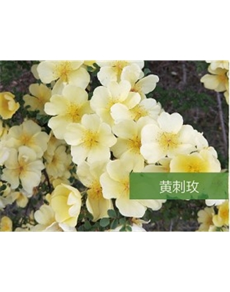 標題：?jiǎn)坦嗄?瀏覽次數：1618
發(fā)表時(shí)間：2020-10-17
