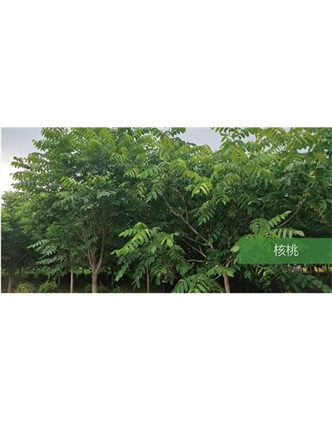 標題：?jiǎn)坦嗄?瀏覽次數：1406
發(fā)表時(shí)間：2020-10-17