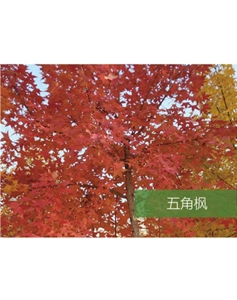 標題：?jiǎn)坦嗄?瀏覽次數：1484
發(fā)表時(shí)間：2020-10-17