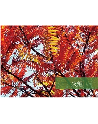 標題：?jiǎn)坦嗄?瀏覽次數：1421
發(fā)表時(shí)間：2020-10-17