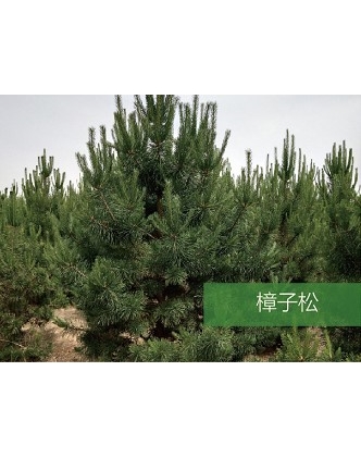 標題：?jiǎn)坦嗄?瀏覽次數：1418
發(fā)表時(shí)間：2020-10-17