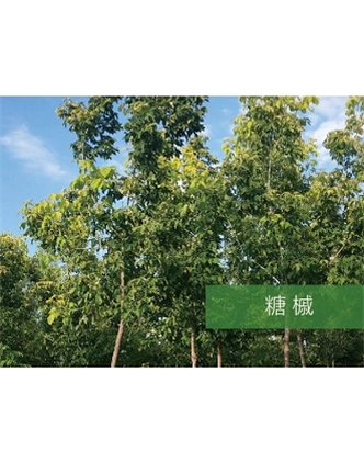 標題：?jiǎn)坦嗄?瀏覽次數：2099
發(fā)表時(shí)間：2020-10-17