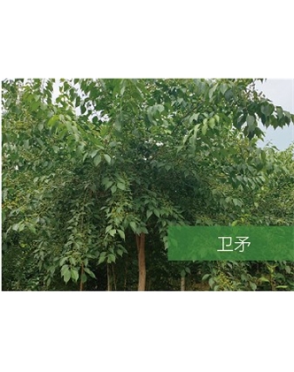 標題：?jiǎn)坦嗄?瀏覽次數：2089
發(fā)表時(shí)間：2020-10-17