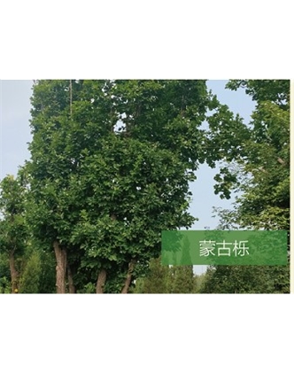 標題：?jiǎn)坦嗄?瀏覽次數：1991
發(fā)表時(shí)間：2020-10-17
