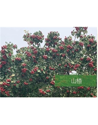 標題：?jiǎn)坦嗄?瀏覽次數：2014
發(fā)表時(shí)間：2020-10-17