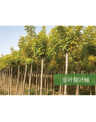 標題：?jiǎn)坦嗄?瀏覽次數：1912
發(fā)表時(shí)間：2020-10-17